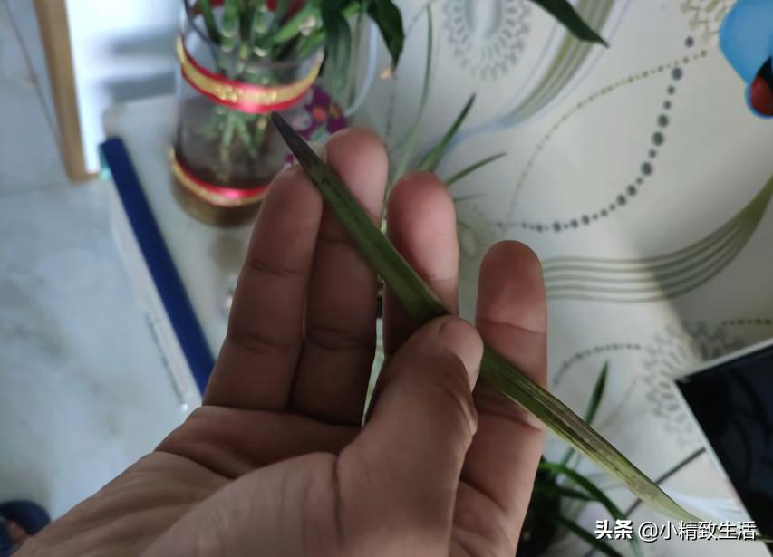兰花用多菌灵注意什么,兰花生病可以用多菌灵