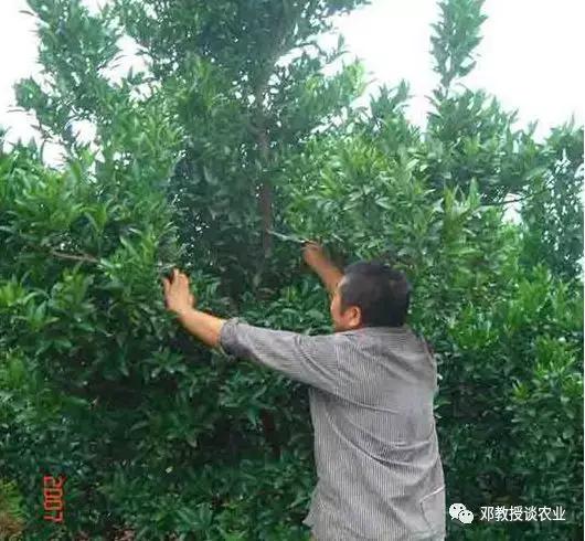 学会修剪盆景,学会修剪花枝