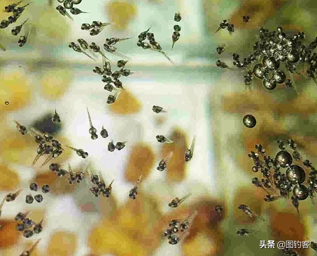 “一生都在打架中度过”：中国斗鱼，是观赏鱼中的“平头哥”