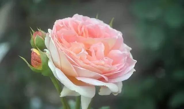 每天学习一点点花卉,100种常见玫瑰品种