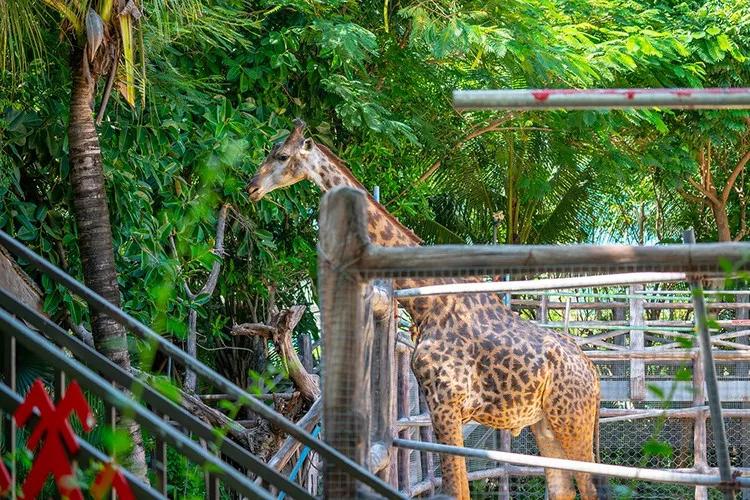 一生必看的三亚千古情,一生必看的三亚演唱