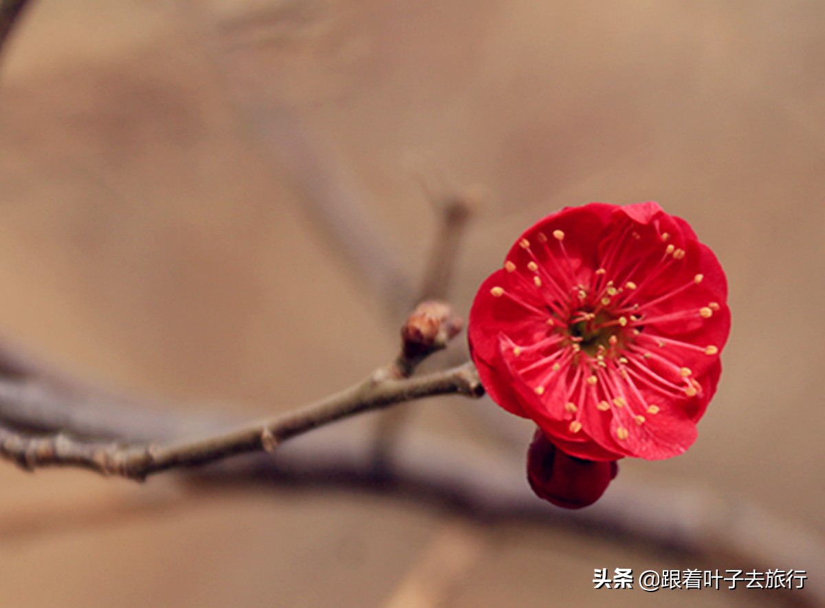 梅花拍摄的方法有哪些特点,冬季如何拍摄耐寒的梅花5个技巧