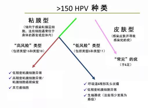 哪些人容易感染hpv,小男孩容易感染hpv病毒吗