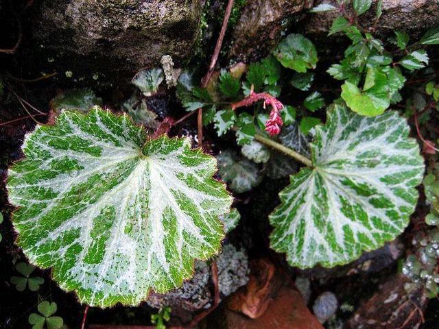 虎耳草植物怎么养护,四季都开花的虎耳草盆栽