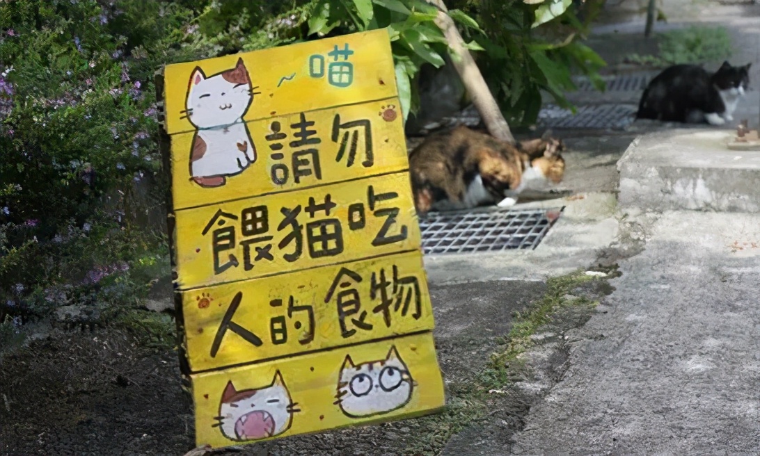 厦门顶级猫街介绍,厦门猫街值得去吗