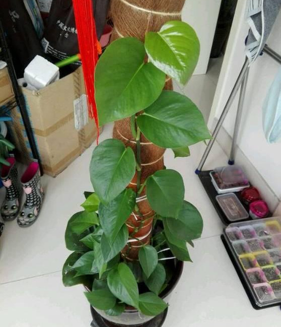 绿萝怎么样做才能好看呢,绿萝如何造型比较好看