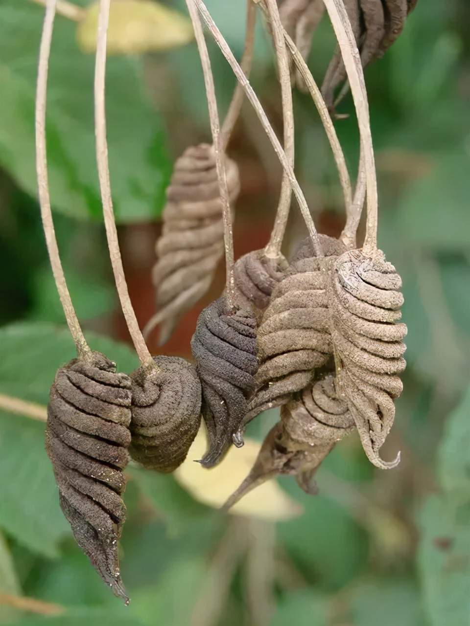 世界十大珍贵的植物图片,世界上罕见的名贵植物图片