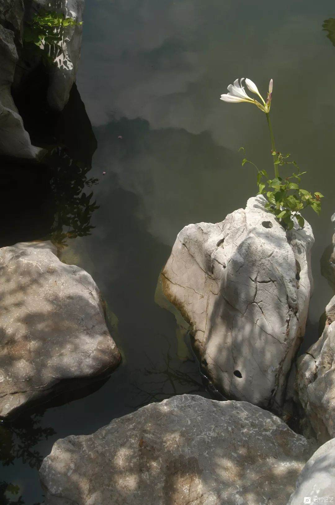 大叔花700万建的花园别墅,太湖石苏州