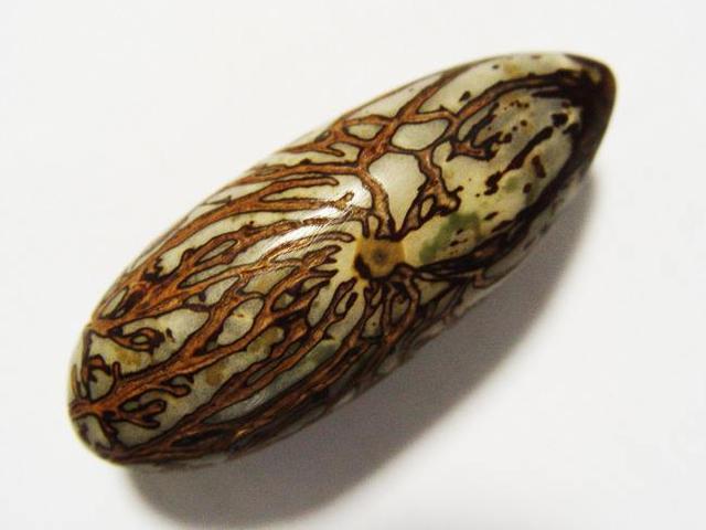 菩提子为什么是有香味儿的,你知道菩提子是什么吗