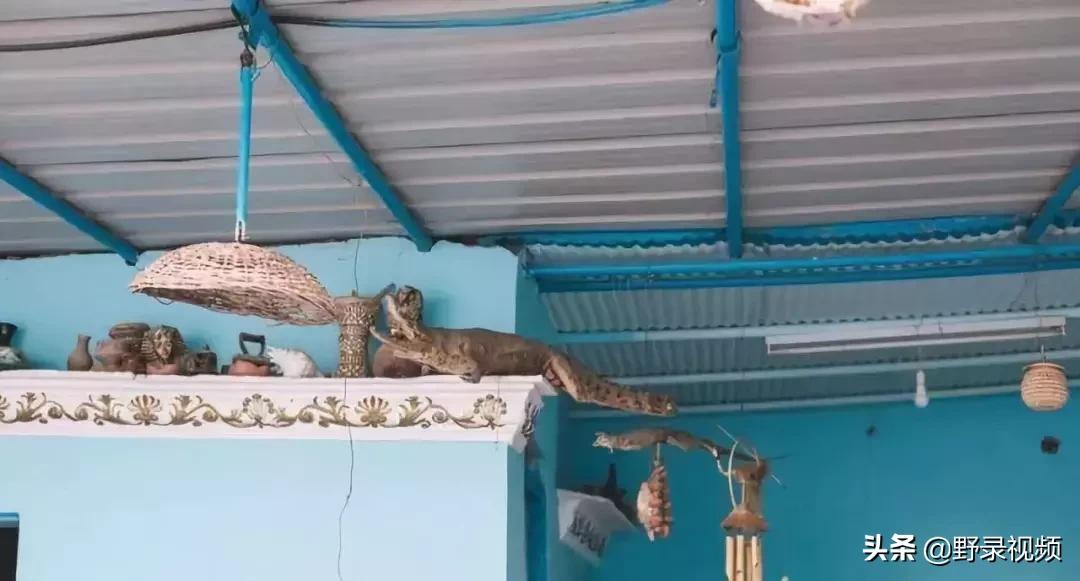 把非洲鳄界扛把子当宠物养是一种怎样的体验？