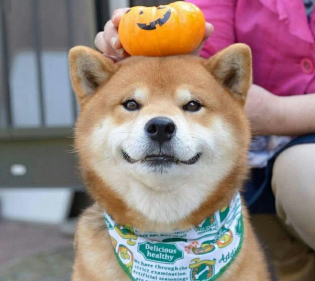 柴犬不听话是什么原因,柴犬零食给多了不听话了怎么办