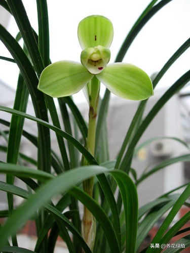 春兰怎么养又粗又好看,春兰哪种好养