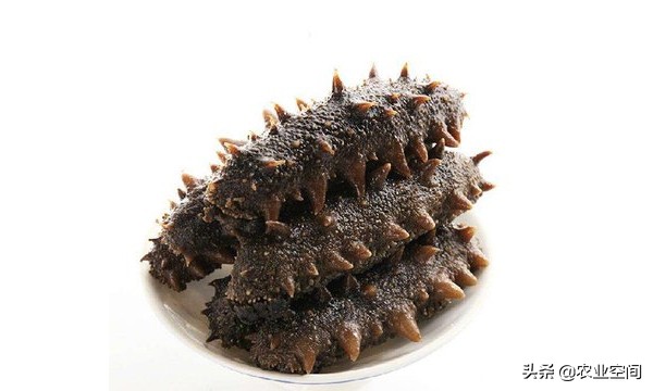 海参养殖的现状和前景如何,海参养殖的最新技术