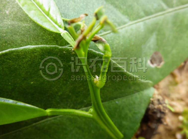 柑橘小飞虫图片,柑橘小飞虫