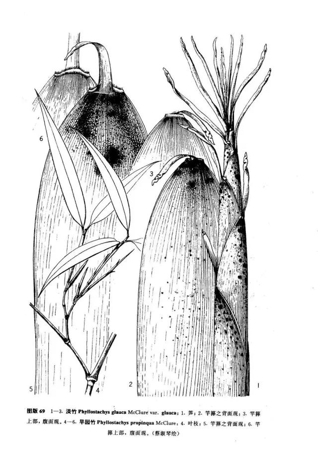 竹子大全100种及名称,竹子一共有多少种品种