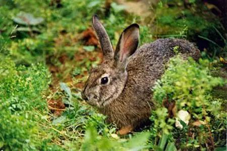 抓蛙捕鸟被判刑,抓青蛙检察院怎么处理