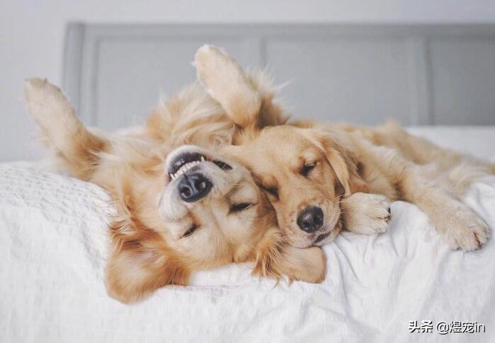 金毛舌头红红的怎么回事,金毛狗狗脚毛变红怎么回事