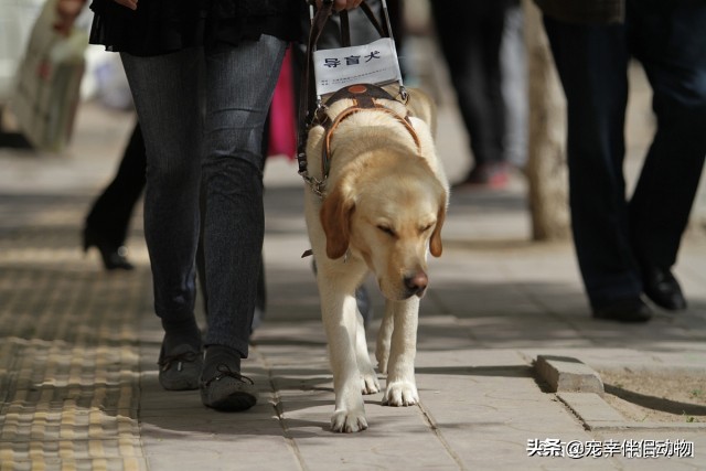 导盲犬到底有多难变成导盲犬,哪些品种的狗狗可以当导盲犬