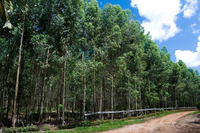 十大国花中有什么花颜色最好看,十大国花都有哪些花