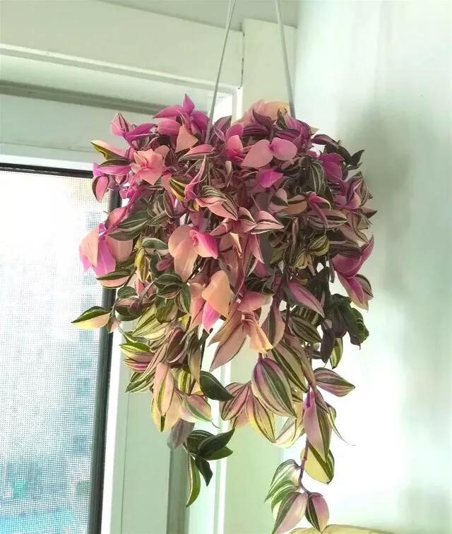 垂吊花卉品种直播,好看的吊兰绿植