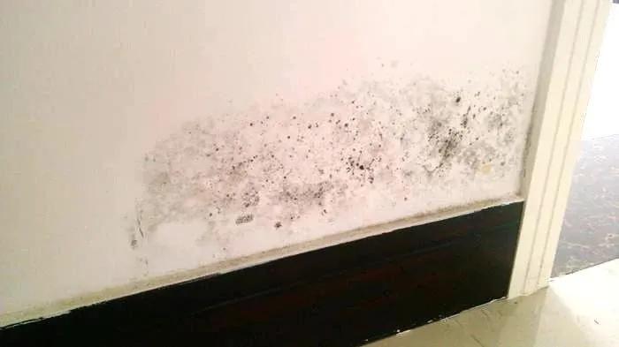五月雨季怎样防潮防霉,4月潮湿天气房间注意事项