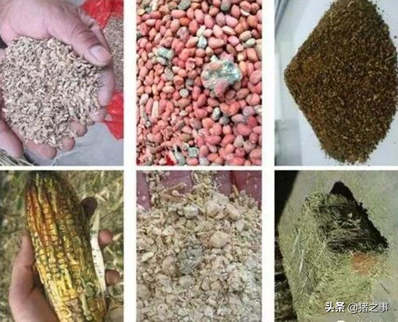 养殖小知识｜关于“霉菌”与“霉菌毒素”，你应该知道的事