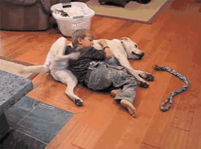 上海各区办狗证地址一览表,最简单办理狗证的办法