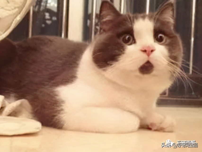 一顿天价饭局,天价饭局8个人吃掉40万