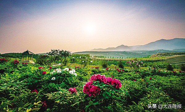 大连英歌石花海,大连十大最美花海