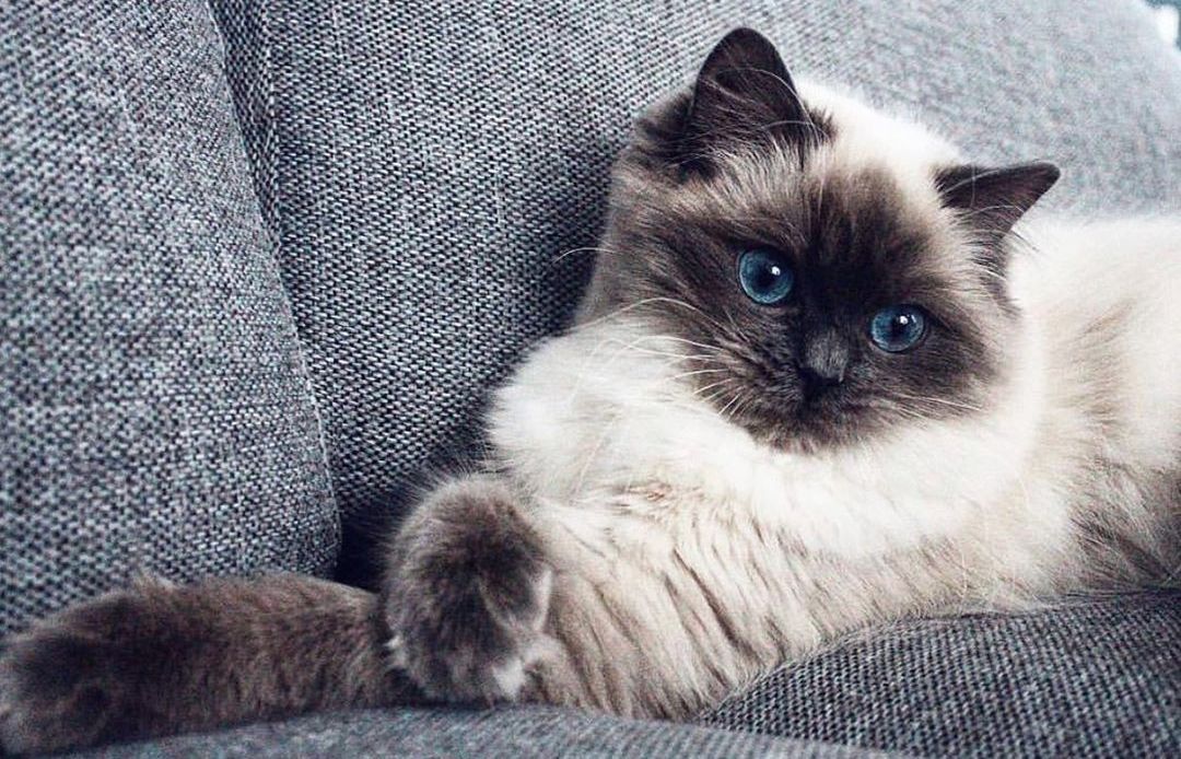 家猫得了尿闭症,家里的猫尿血吃什么药