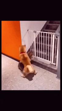 搞笑gif，哥们梦中初吻被狗子夺走了！实在没忍住笑