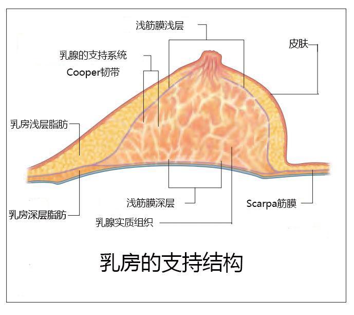 我的胸部下垂什么情况,我的胸下垂