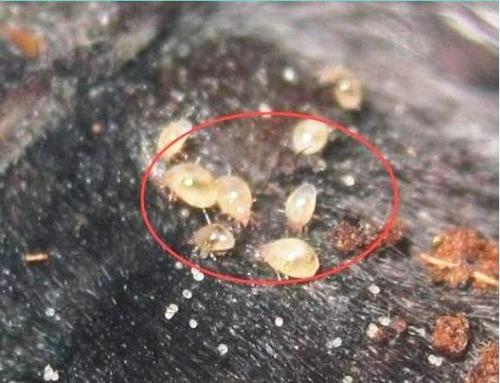 刚洗完脸干燥紧绷怎么办,刚洗完脸很干如何解决