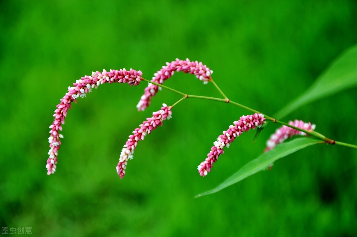 辣蓼草配方,正宗辣蓼草