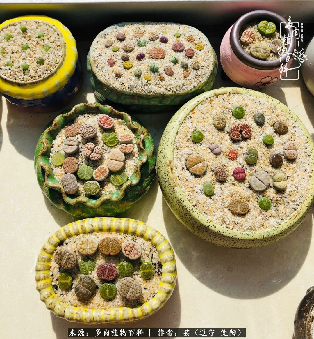 万物皆有灵性有因必有果,万物皆有灵性与生命