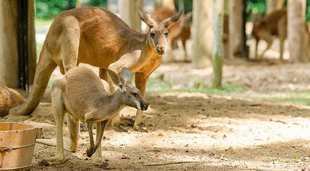 广州长隆野生动物世界游览图,广东广州长隆野生动物世界