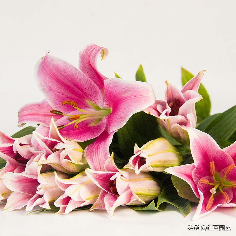 香水百合怎么养才第二次开花,香水百合怎么养才能开花