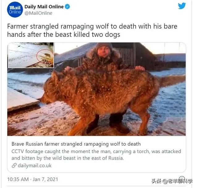 恶犬咬人被反杀集锦解气,恶犬咬人被一招制服