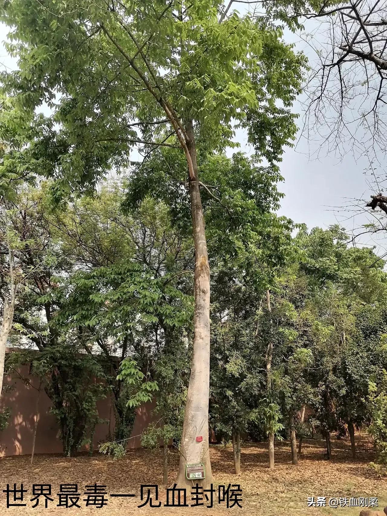 西双版纳景洪市景色壮丽的地方,西双版纳景洪市有什么好玩的景点