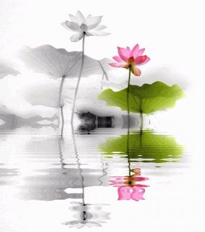 柯汝读邮：荷花T54映日荷花别样红