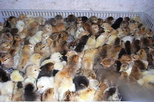 肉鸡各阶段预防关键点,肉鸡怎么控料后期降低鸡死亡率