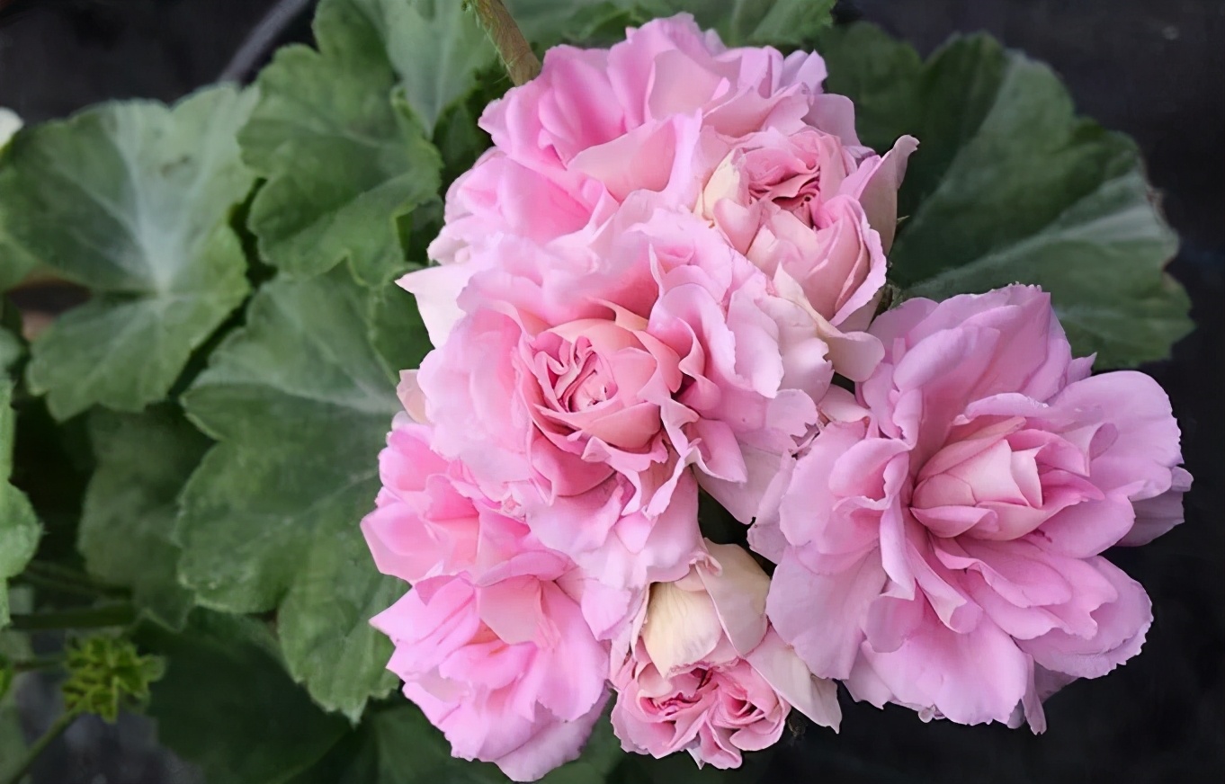 这种花别乱浇水水越多越不开花,这种花不怕冷好养易活