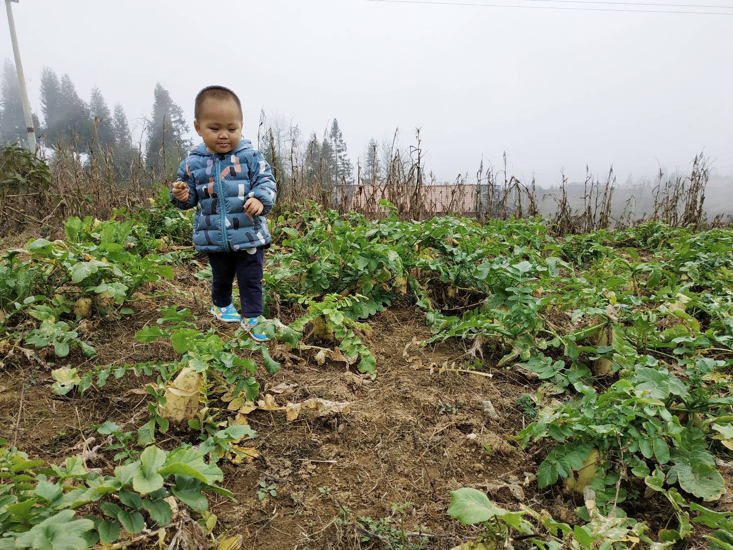 小红帽和大灰狼的故事完整版原文,小红帽和大灰狼的故事完整版简单