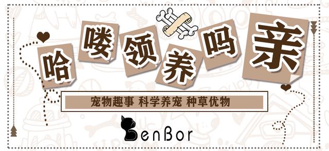 为什么猫吃了异烟肼没事,毒猫粮对猫有什么危害