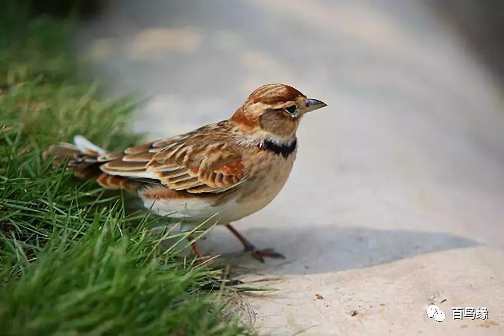 百灵鸟怎样判断是不是感冒,百灵鸟返生吗