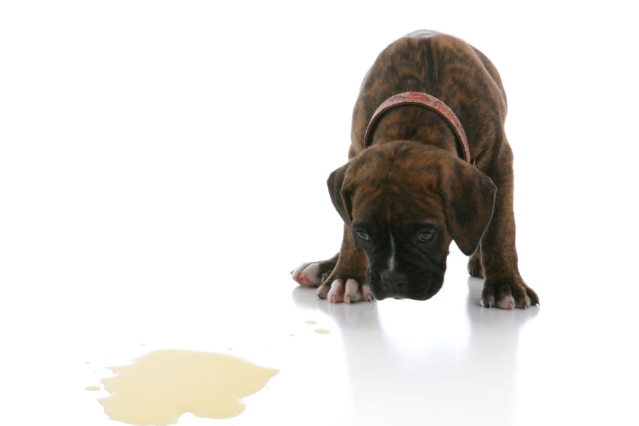 狗狗肾病治疗靠输液吗,狗狗肾病有什么症状