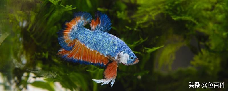 泰国斗鱼可以用圆形的鱼缸饲养吗,泰国将军斗鱼繁殖有什么注意事项