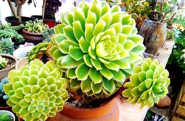 法师怎么预防黑腐,怎样防止法师缀化黑腐