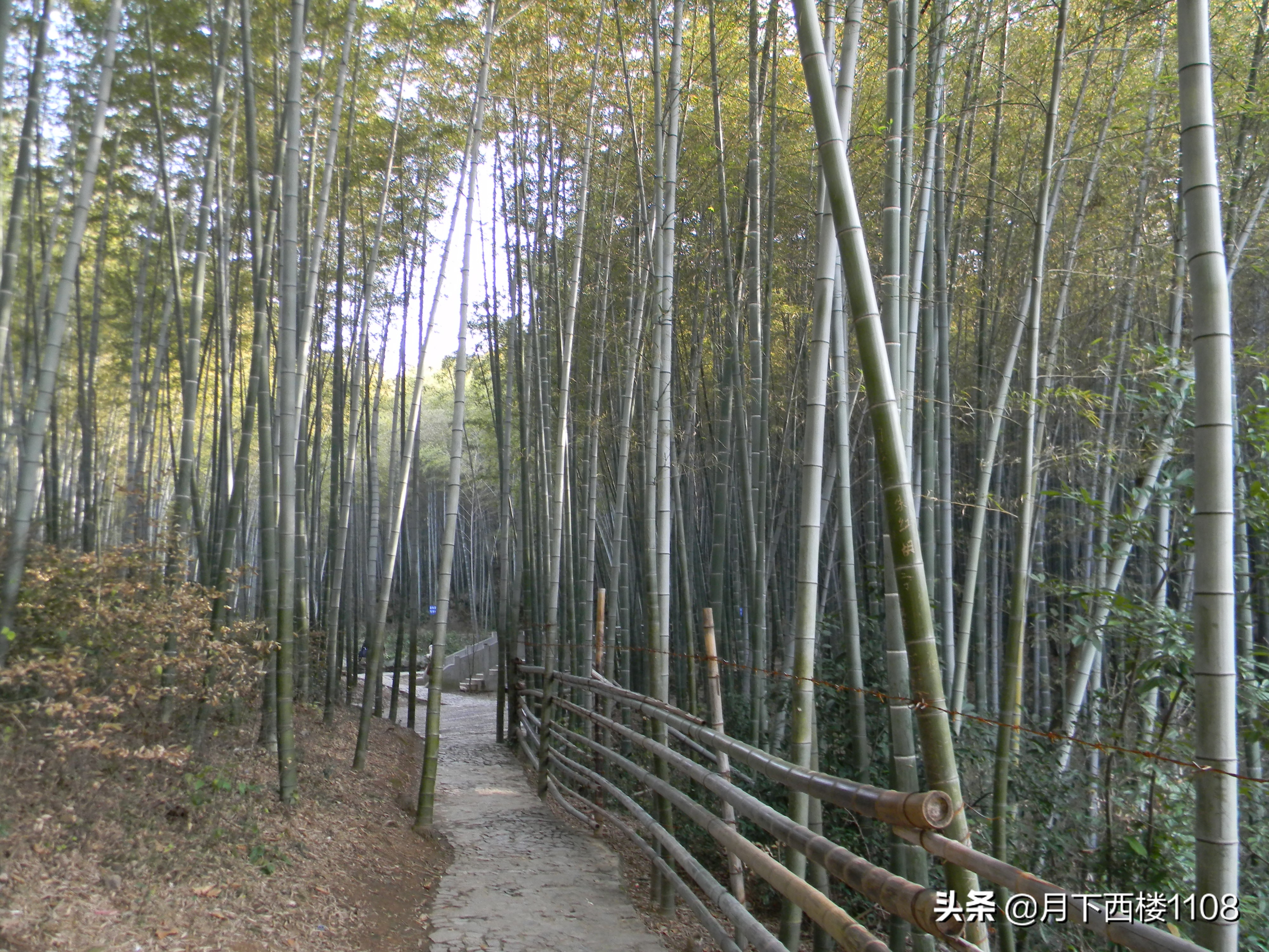 南京石塘竹海照片,南京石塘竹海公园