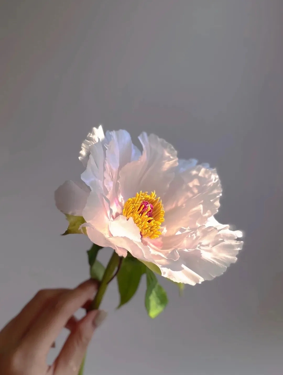 植库‖跟随仙气飘飘的油牡丹，追寻春天的步伐